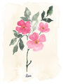 Image Not Available